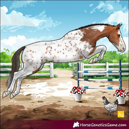 Horse Color:Bay Splash Tobiano Appaloosa 