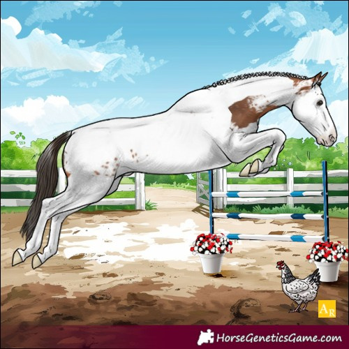 Horse Color:Bay Splash Tobiano Near Leopard