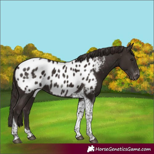 Horse Color:Liver Chestnut Tobiano Near Leopard
