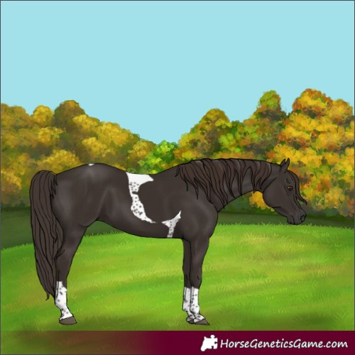 Horse Color:Liver Chestnut Tobiano