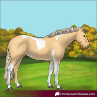 Horse Color:Palomino Dun Tobiano 
