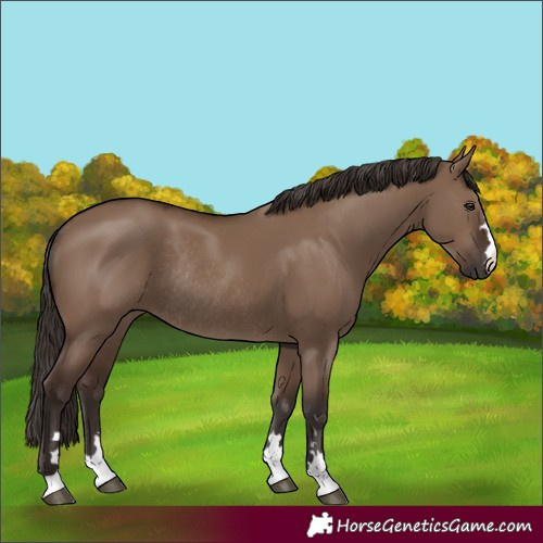 Horse Color:Liver Red Dun Rabicano