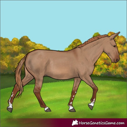 Horse Color:Red Dun Rabicano