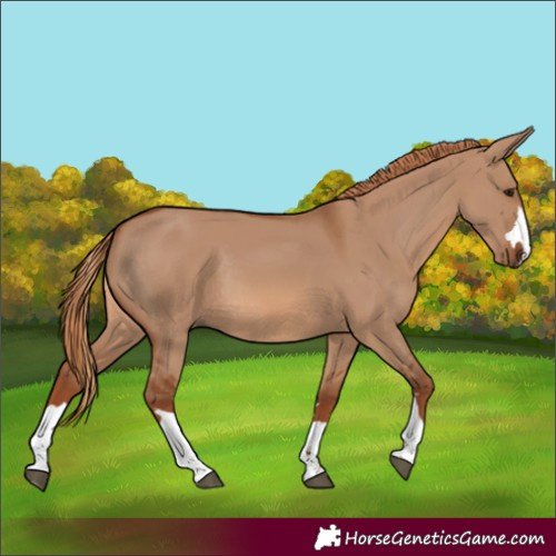 Horse Color:Red Dun Rabicano 