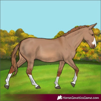 Horse Color:Red Dun Rabicano
