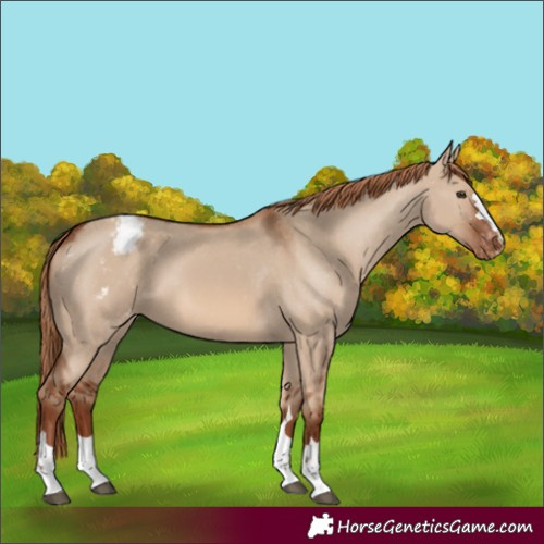 Horse Color:Red Dun Appaloosa Rabicano 