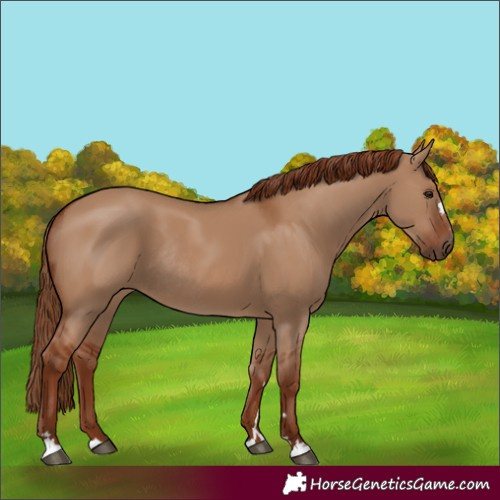Horse Color:Red Dun Rabicano