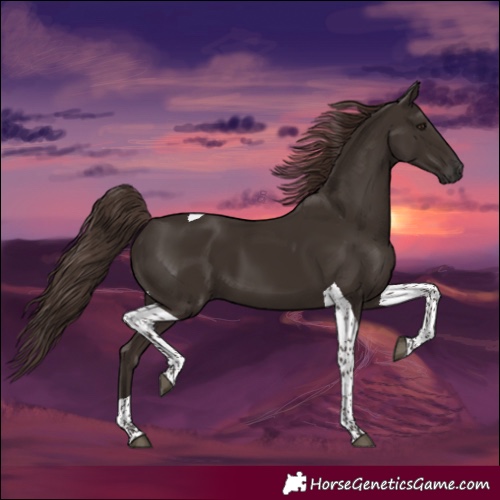 Horse Color:Liver Chestnut Tobiano 