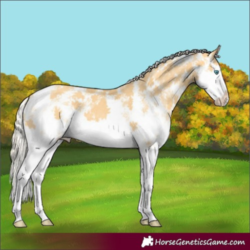 Horse Color:Gold Cream Champagne Sabino Splash