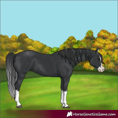 Horse Color:Black Splash