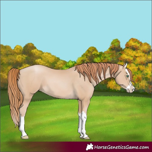 Horse Color:Smoky Black Pearl Splash