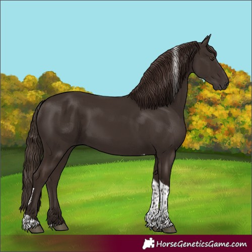 Horse Color:Liver Chestnut Tobiano