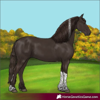 Horse Color:Liver Chestnut Tobiano