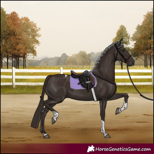 Horse Color:Liver Chestnut Tobiano 