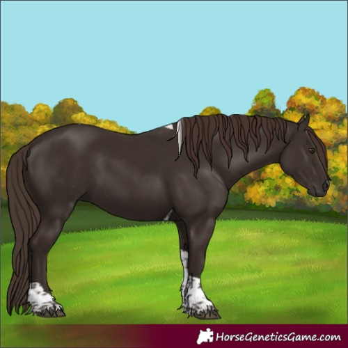 Horse Color:Liver Chestnut Tobiano 