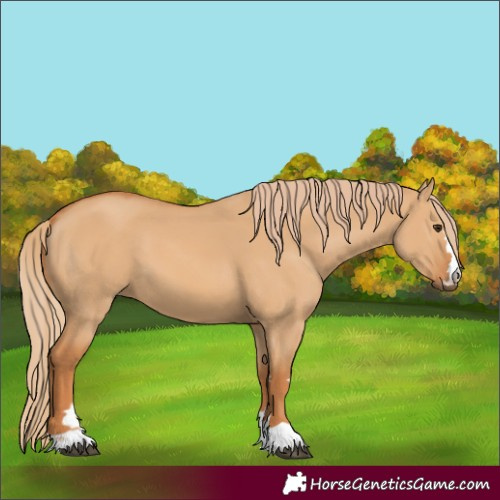Horse Color:Red Dun