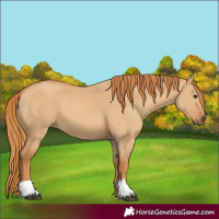 Horse Color:Red Dun