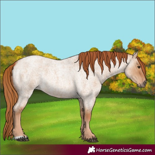 Horse Color:Red Dun Roan 