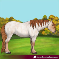 Horse Color:Red Dun Roan