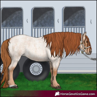 Horse Color:Red Dun Roan 