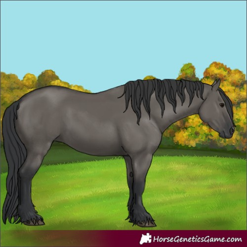 Horse Color:Grullo 