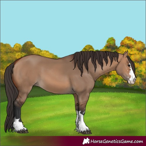 Horse Color:Bay Dun