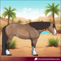 Horse Color:Bay Dun
