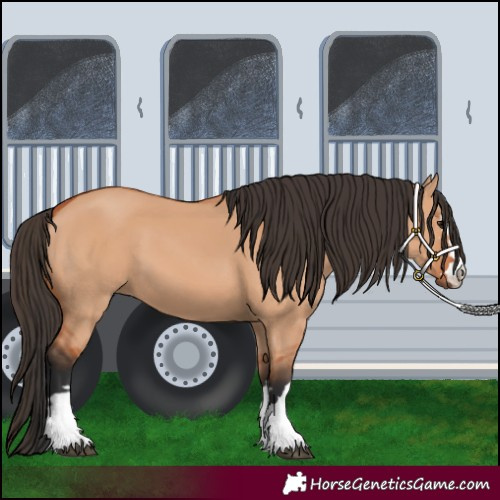 Horse Color:Bay Dun