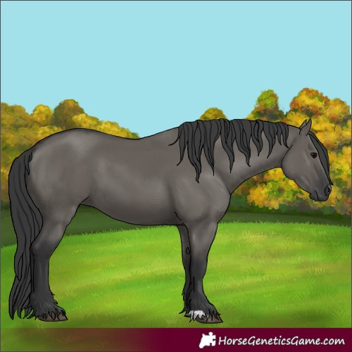 Horse Color:Grullo