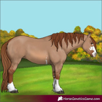 Horse Color:Red Dun 