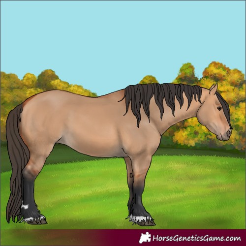 Horse Color:Bay Dun 