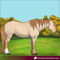Horse Color:Red Dun 