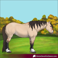 Horse Color:Bay Dun