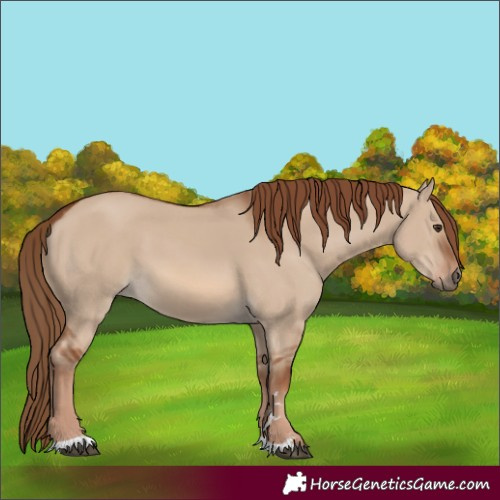 Horse Color:Red Dun