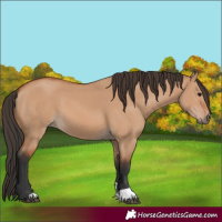 Horse Color:Bay Dun 