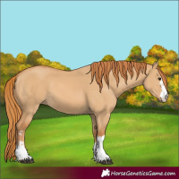 Horse Color:Red Dun 