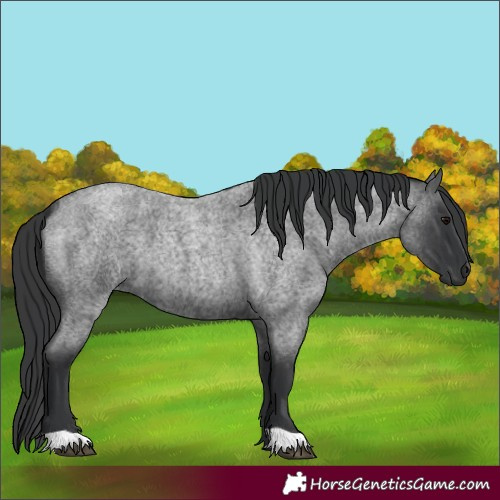 Horse Color:Blue Roan