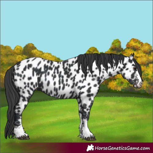 Horse Color:Black Appaloosa 