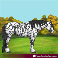 Horse Color:Black Appaloosa 