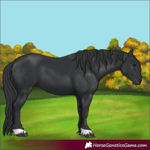 Horse Color:Black 