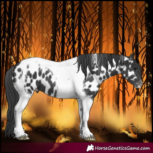 Horse Color:Black Tobiano Near Leopard