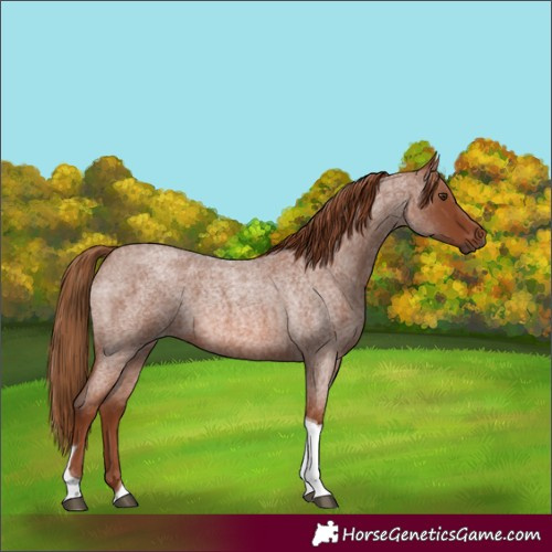 Horse Color:Red Roan Tobiano