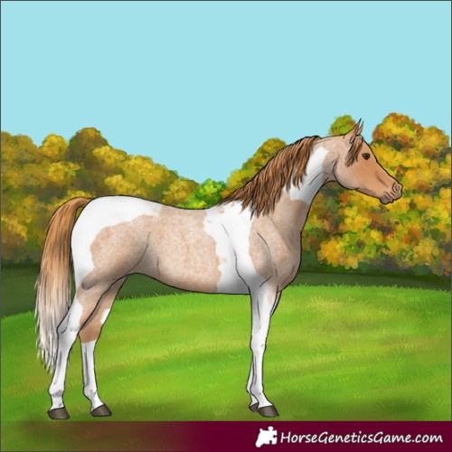 Horse Color:Red Roan Tobiano 