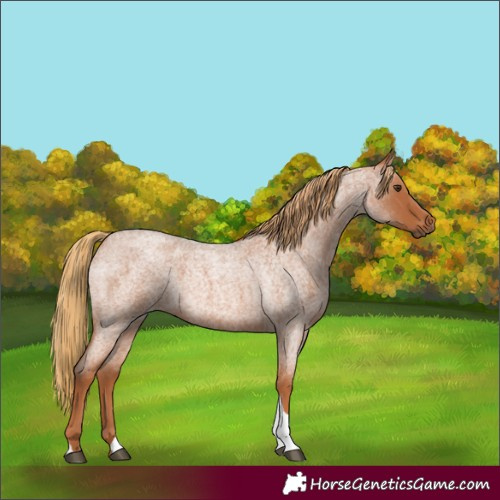Horse Color:Red Roan Tobiano