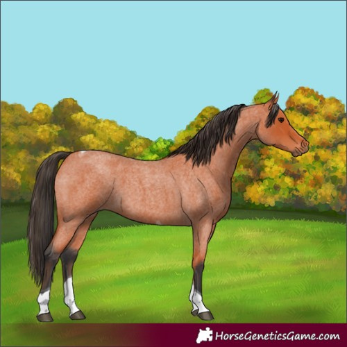 Horse Color:Bay Roan Tobiano 