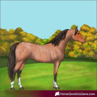 Horse Color:Bay Roan Tobiano 