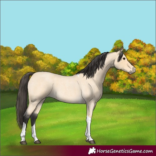 Horse Color:Buckskin Roan Tobiano 