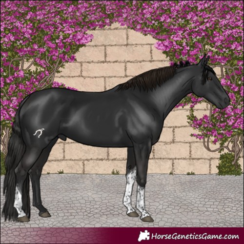 Horse Color:Liver Chestnut Tobiano 