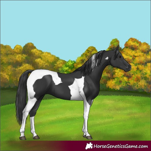 Horse Color:Black Tobiano 