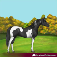 Horse Color:Black Tobiano 